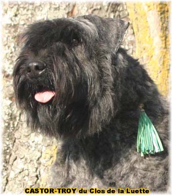 bouvier des flandres du clos de la luette - copyright d&eacute;pos&eacute;